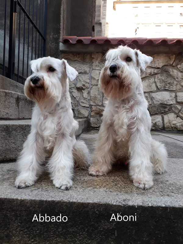 Abbado a Aboni Rebel Alve