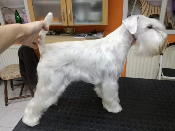 "Míňa" - Miňonka Shadow White de Pepa